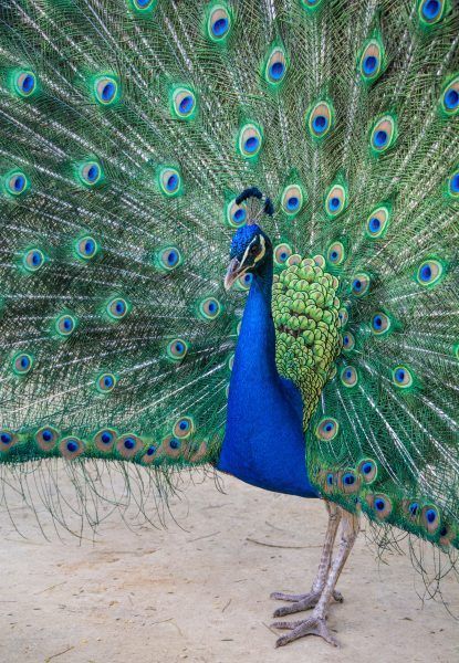 Fotografías de Sevilla